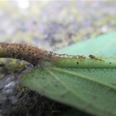 Ficus mollior at Mossman Gorge, QLD - 12 Oct 2017 02:23 PM