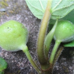 Ficus mollior at Mossman Gorge, QLD - 12 Oct 2017 02:23 PM