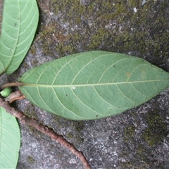 Ficus mollior at Mossman Gorge, QLD - 12 Oct 2017 02:23 PM