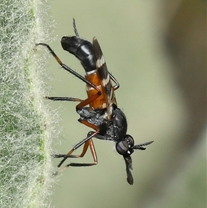 Unverified True fly (Diptera) at Strathnairn, ACT - Yesterday by TimL