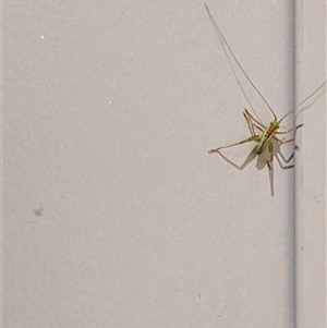 Unverified Grasshopper (several families) by chriselidie