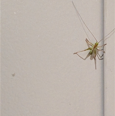 Conocephalus semivittatus (Meadow katydid) at  - suppressed by chriselidie