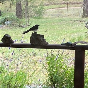 Unverified Honeyeater at Broke, NSW - Today by RoyP