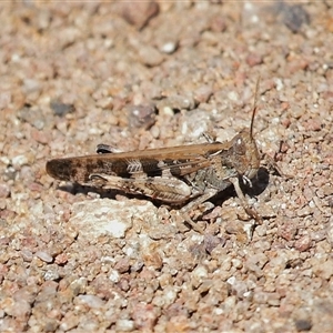 Unverified Grasshopper (several families) at Strathnairn, ACT - Yesterday by TimL