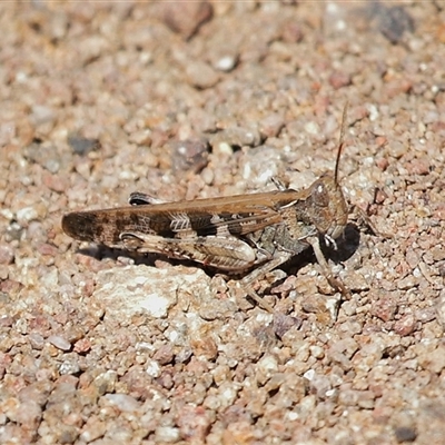 Unverified Grasshopper (several families) at Strathnairn, ACT - 8 Oct 2025 by TimL