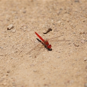Diplacodes haematodes at Strathnairn, ACT - Yesterday by TimL