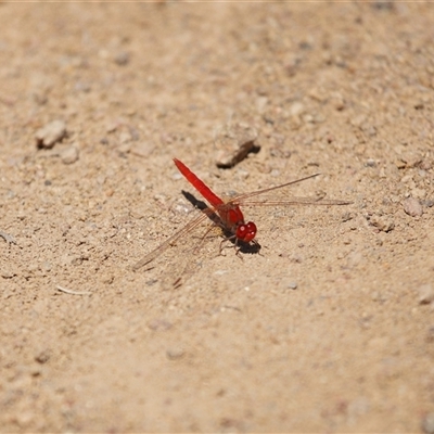 Diplacodes haematodes (Scarlet Percher) at Strathnairn, ACT - 8 Oct 2025 by TimL