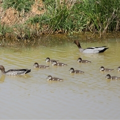 Chenonetta jubata (Australian Wood Duck) at Macnamara, ACT - 8 Oct 2025 by TimL