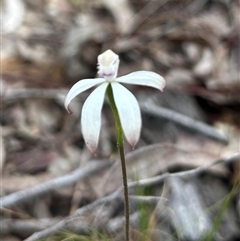 Caladenia ustulata (Brown Caps) at Aranda, ACT - 9 Oct 2025 by Jillw