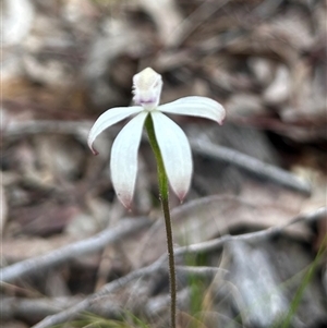 Caladenia fuscata at Aranda, ACT - Today by Jillw