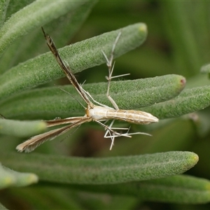 Unverified Other moth at Downer, ACT - Today by RobertD
