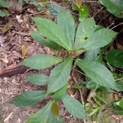 Ficus mollior at Barron Gorge, QLD - 23 Sep 2025 by JasonPStewart