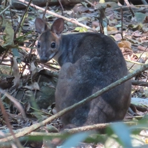 Notamacropus rufogriseus at Dalwood, NSW - 28 Sep 2025 by Christine