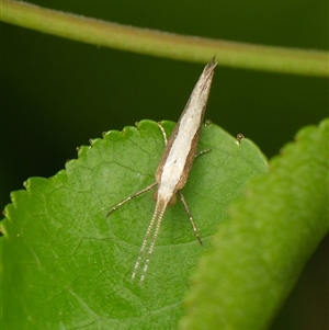 Plutella xylostella at Downer, ACT - Today by RobertD