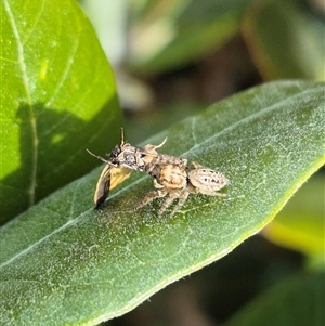 Opisthoncus serratofasciatus (Chevronned jumper) by clarehoneydove