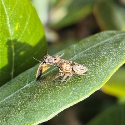 Opisthoncus serratofasciatus (Chevronned jumper) at  - suppressed by clarehoneydove