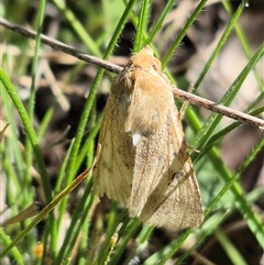 Heliothinae (subfamily) (Budworm) by clarehoneydove