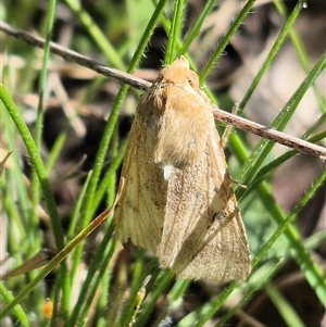 Unverified Moth (Lepidoptera) by clarehoneydove