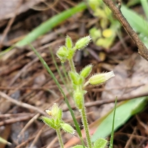 Cerastium glomeratum at Kingsdale, NSW - Today by trevorpreston