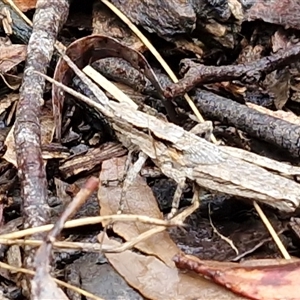 Coryphistes ruricola at Kingsdale, NSW - Today by trevorpreston