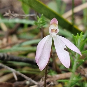 Caladenia fuscata at Kingsdale, NSW - Today by trevorpreston