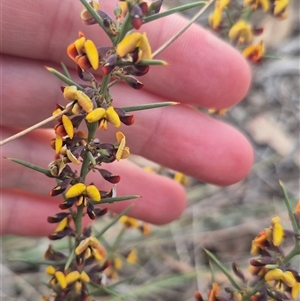 Daviesia genistifolia by clarehoneydove