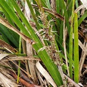 Lomandra longifolia at Kingsdale, NSW - Today by trevorpreston