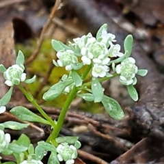 Poranthera microphylla (Small Poranthera) at Kingsdale, NSW - 9 Oct 2025 by trevorpreston