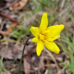 Microseris walteri (Yam Daisy, Murnong) at Kingsdale, NSW - 9 Oct 2025 by trevorpreston