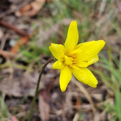 Microseris walteri (Yam Daisy, Murnong) at Kingsdale, NSW - 9 Oct 2025 by trevorpreston