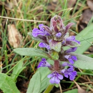Ajuga australis at Kingsdale, NSW - Today by trevorpreston
