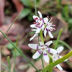 Wurmbea dioica subsp. dioica (Early Nancy) at Kingsdale, NSW - 9 Oct 2025 by trevorpreston