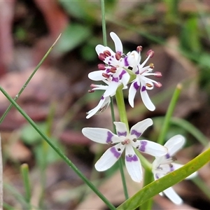 Wurmbea dioica subsp. dioica at Kingsdale, NSW - Today by trevorpreston