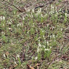 Stackhousia monogyna (Creamy Candles) at Kingsdale, NSW - 9 Oct 2025 by trevorpreston