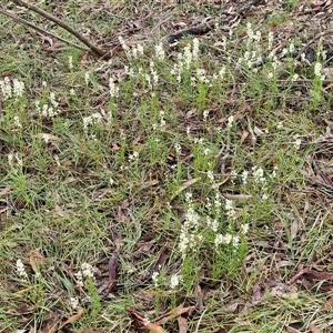 Stackhousia monogyna at Kingsdale, NSW - Today by trevorpreston
