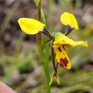 Diuris chryseopsis at Kingsdale, NSW - Today by trevorpreston