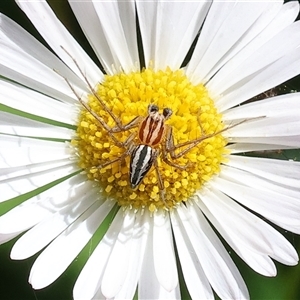Oxyopes (genus) at Wodonga, VIC - Today by KylieWaldon