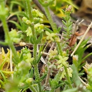 Galium gaudichaudii at Kingsdale, NSW - Today by trevorpreston