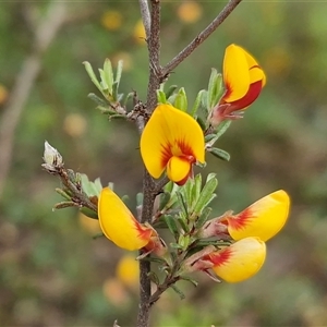Unverified Pea at Kingsdale, NSW - Today by trevorpreston
