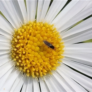 Unverified Bee (Hymenoptera, Apiformes) at Wodonga, VIC - Today by KylieWaldon