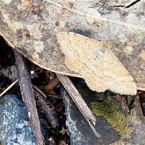 Scopula rubraria (Reddish Wave, Plantain Moth) at Kingsdale, NSW - Today by trevorpreston