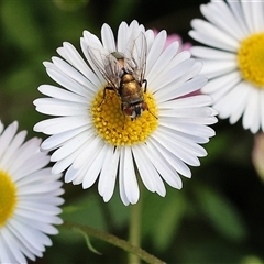 Calliphoridae (family) (Unidentified blowfly) at Wodonga, VIC - 9 Oct 2025 by KylieWaldon