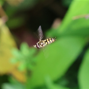 Simosyrphus grandicornis at Wodonga, VIC - Today by KylieWaldon