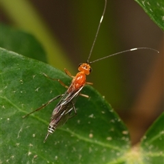 Unverified Parasitic wasp (numerous families) at Downer, ACT - Yesterday by RobertD