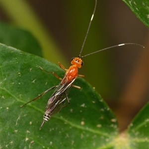 Unverified Parasitic wasp (numerous families) at Downer, ACT - Today by RobertD