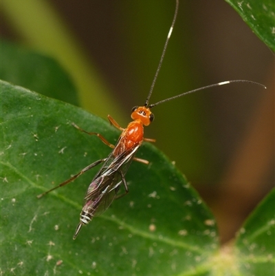 Unverified Parasitic wasp (numerous families) at Downer, ACT - Yesterday by RobertD