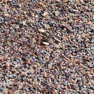 Iridomyrmex purpureus at Isaacs, ACT - Today by Mike