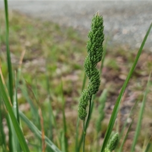 Phalaris aquatica at Kingsdale, NSW - Today by trevorpreston
