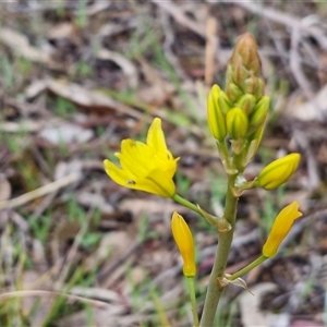 Bulbine bulbosa at Kingsdale, NSW - Today by trevorpreston