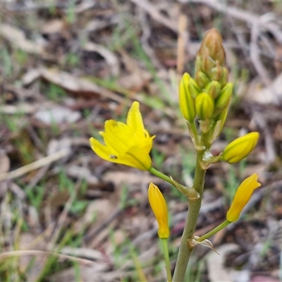 Bulbine bulbosa (Golden Lily, Bulbine Lily) at Kingsdale, NSW - 9 Oct 2025 by trevorpreston